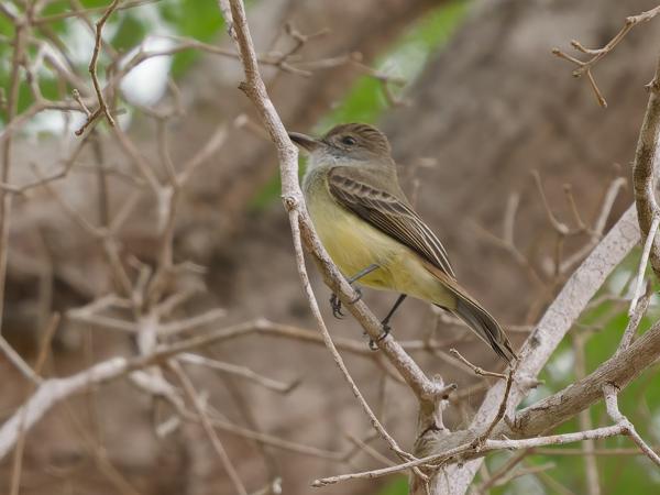 Kortkuiftiran (Myiarchus ferox)
